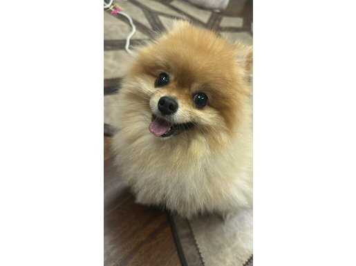 Yetişkin Mini Uygun Pomeranian Boo
