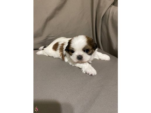 Shihtzu Erkek Yavrumuz