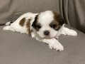 Shihtzu Erkek Yavrumuz
