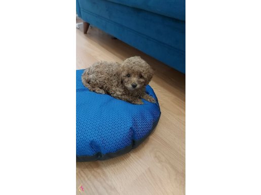 Erkek 2 AYLIK TOY POODLE