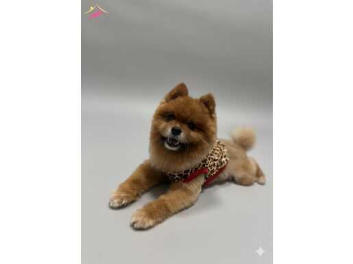 Tatlı bir dost seni bekliyor! Köpeğimi sahiplendiriyorum️