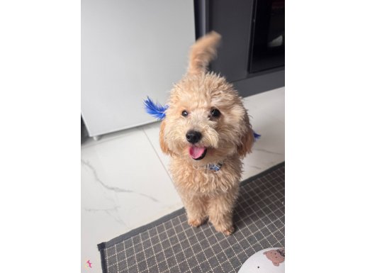 Bex çocuk güzel bir yuva arıyor