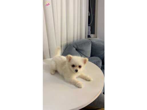 Acill yeni yuva arıyoruz 