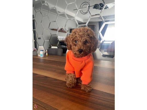 3 Aylık Toy Poddle yavru yuva arıyor