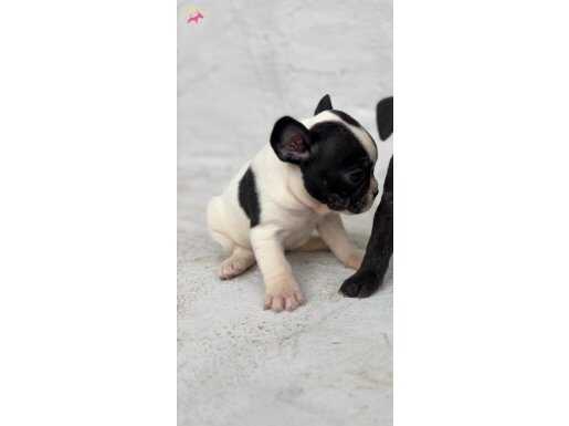 2aylık dişi french bulldog yavru