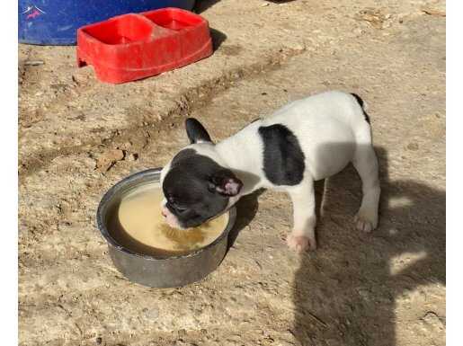 Dişi French bulldog yavru