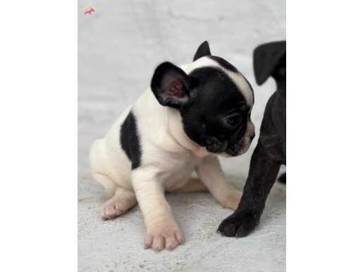French bulldog yavrular 