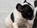 2aylık dişi french bulldog yavru