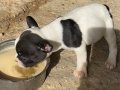 Dişi French bulldog yavru