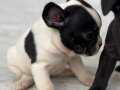 French bulldog yavrular 