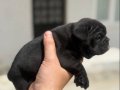 2 Tane French Bulldog Dişi Yavru