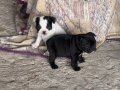 2 Tane French Bulldog Dişi Yavru