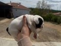2 Tane French Bulldog Dişi Yavru