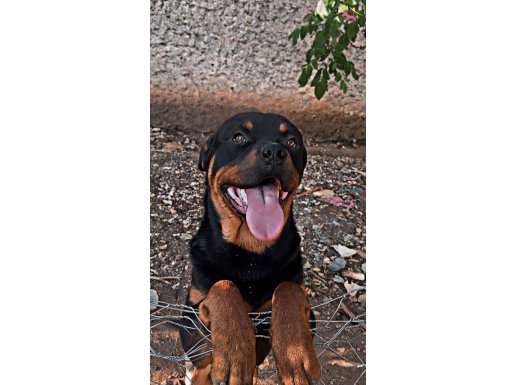 ERKEK ROTTWEİLER