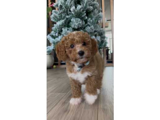 3 Aylık Toy Poodle