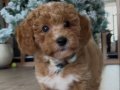 3 Aylık Toy Poodle
