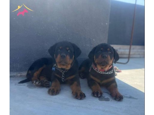 GÜZELLER GÜZELİ CHIVAS 6 aylık  