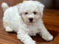 BEYAZ POODLE 2.5 aylık