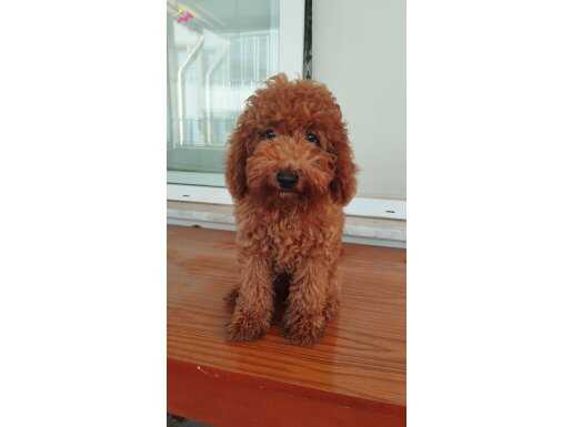 4,5 aylık erkek toy poodle wc eğitimli