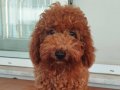 4,5 aylık erkek toy poodle wc eğitimli