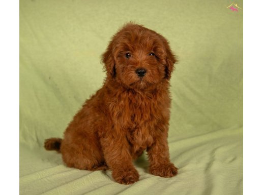 Yavru maltipo 2,5 aylık  