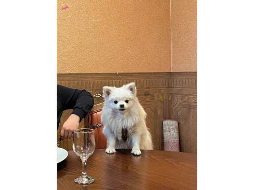 1,5 Yaşındaki Yavrumuza Yuva Arıyoruz Tilki Surat Pomeryan