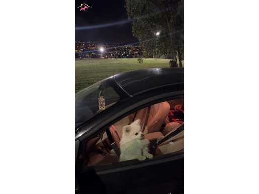 Tilki Surat Pomeryan 1,5 Yaş