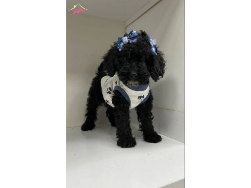 Sevimli oyuncuu poodle