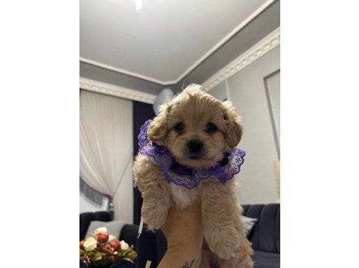 Güzel kızımıza yuva arıyoruz 