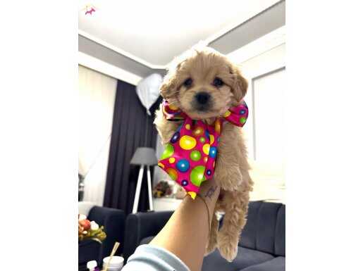 Güzel kızımız sahiplendirilecej