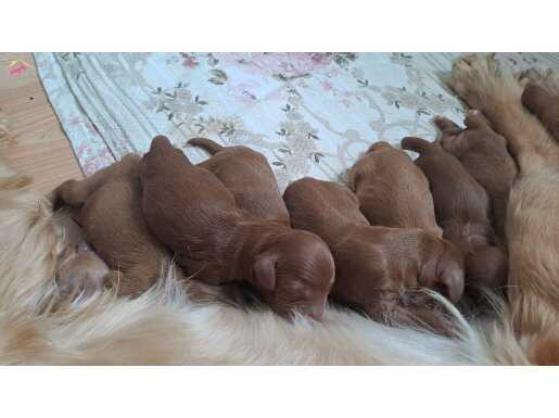 Anne altindan cockapoo yavrular