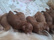 Anne altindan cockapoo yavrular