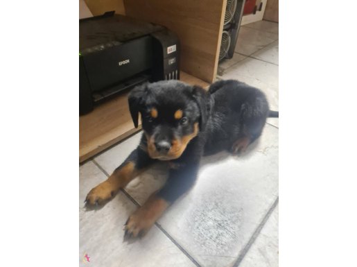 60 günlük erkek rott yavru