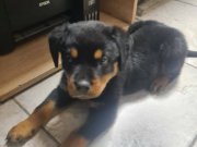 60 günlük erkek rott yavru