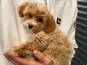 Maltipoo tatlı köpek