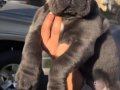 Estetikli Cane Carso Yavruları