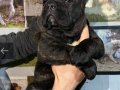 Estetikli Cane Carso Yavruları