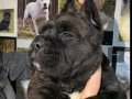 Estetikli Cane Carso Yavruları