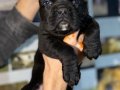 Estetikli Cane Carso Yavruları