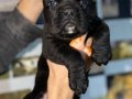 Cane carso yavrular sağlık ve ırk garantili