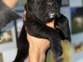 Cane carso yavrular sağlık ve ırk garantili