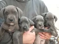 A KALİTE UYGUN CANE CARSO YAVRULARI 