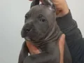 A KALİTE UYGUN CANE CARSO YAVRULARI 