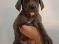 A KALİTE UYGUN CANE CARSO YAVRULARI 
