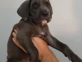 A KALİTE UYGUN CANE CARSO YAVRULARI 