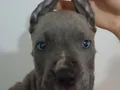 A KALİTE UYGUN CANE CARSO YAVRULARI 