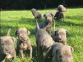 A KALİTE BLUE CANE CARSO YAVRULARI