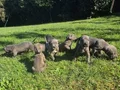 A KALİTE BLUE CANE CARSO YAVRULARI