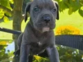 A KALİTE BLUE CANE CARSO YAVRULARI
