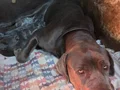 A KALİTE BLUE CANE CARSO YAVRULARI